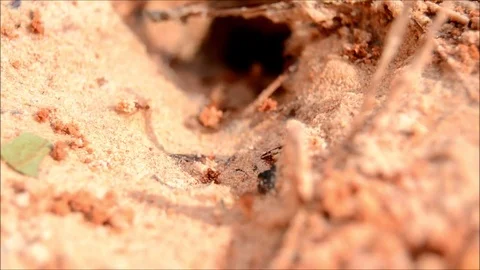 Ants building a nest 3 Stock Footage 76228040