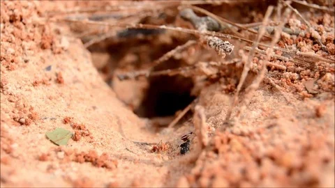 Ants building a nest Stock Footage 76227901