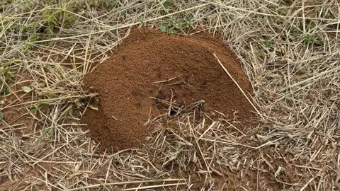 Ants building a nest Stock Footage 168759369