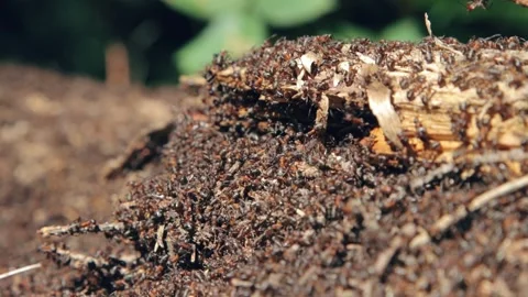 Ants building a new anthill 스톡 동영상 258846529