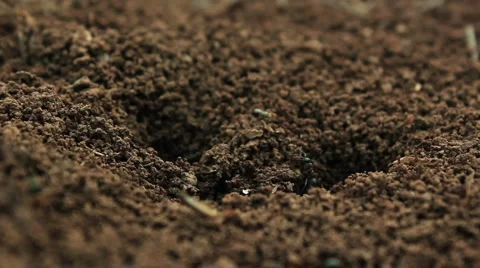 Ants building their anthill Video stock 4684967