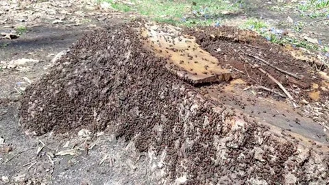 The ants built an anthill on a cut tree and are working Stock Footage 152989890
