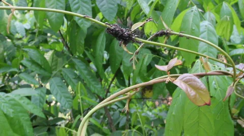Ants Bunches Stock Footage