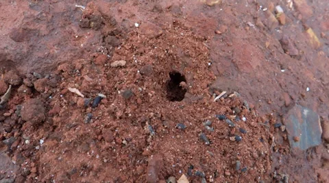 Ant's burrow in red soil ground Stock-Footage 38032214