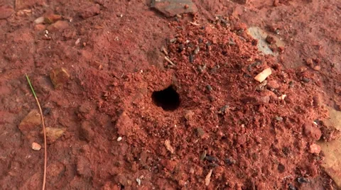 Ant's burrow in red soil ground2 Stock-Footage 38030493