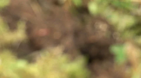 Ants Burrowing Dirt Ant Hill Rack Focus Stock Footage 34301692