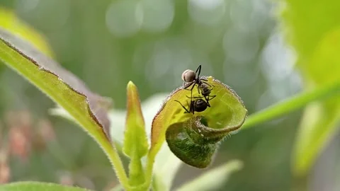 Ants in the bushes. Vidéo 220766721