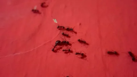 Ants Busy on Red Wall as Big One Stays Still 스톡 동영상 341756108