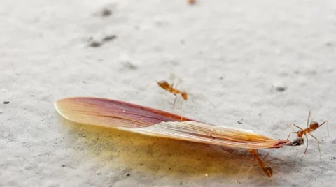 Ants Busy at Work. 库存影片 12709285
