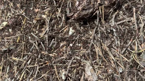 Ants Busy Working in an Ant Colony Stock Footage 281662225