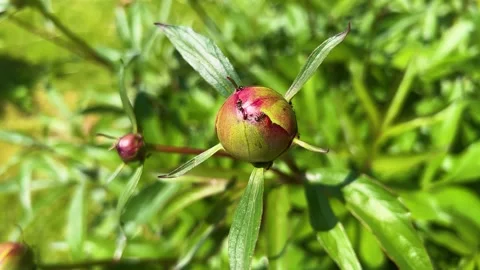 Ants buzz a peony bud, driving away real pests such as aphids and beetles thanks Stock-Footage 315504499