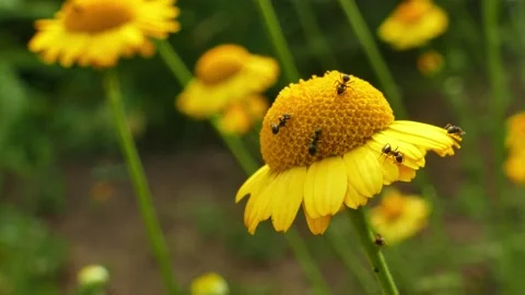 Ants on calendula Stock Footage 135610042