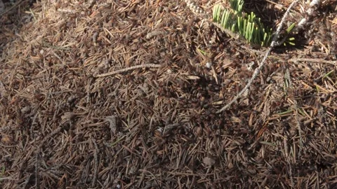 Ants came to the surface of the anthill after winter Video stock 258835260