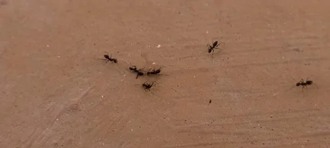 Ants In Cannibalism Stock Footage 169599305