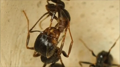The ants care for each other. Macro Stock Footage 82268076