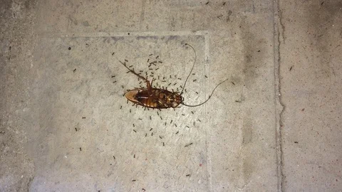 Ants carry  dead Beetle Stock Footage 125756378