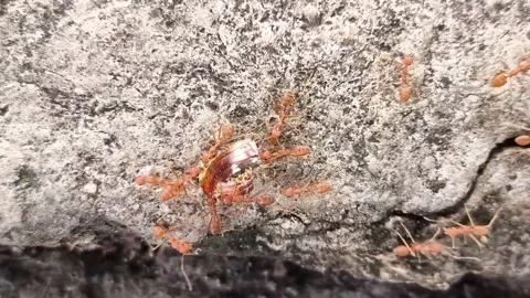 Ants carry dead cockroach into their nest. Stock Footage 276724252