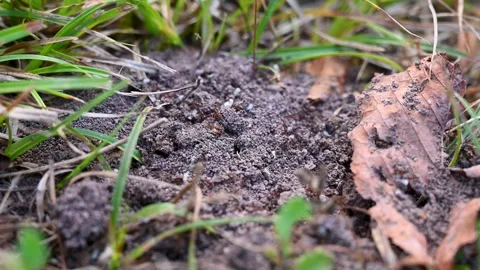 Ants carry eggs in an anthill. Many ants in an anthill in a field. Stock Footage 282514044