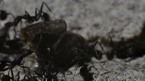 Ants Carry an Insect in their Anthill Stock Footage 76150823