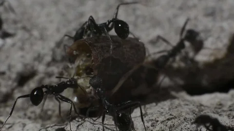 Ants Carry an Insect in their Anthill Stock Footage 76150909