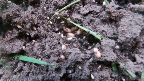 Ants carry larvae, chaotic anthill, meadow, summer, Ukraine. Stock Footage 339498810