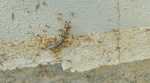 Ants carry the lizard to nest Stock Footage 56197594