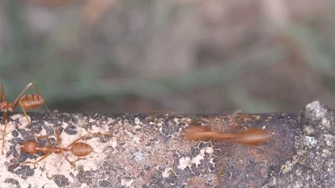 Ants carry the part of millipede Video stock 82909093