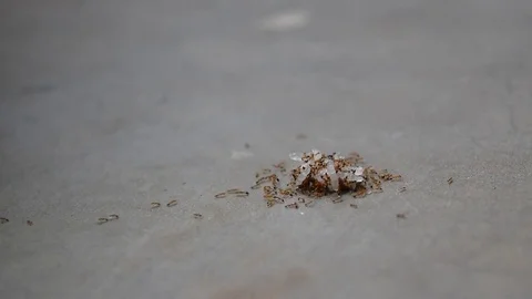Ants carry rice scatter in kitchen Stock Footage 69780495
