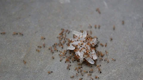 Ants carry rice scatter in kitchen Stock Footage 69780737