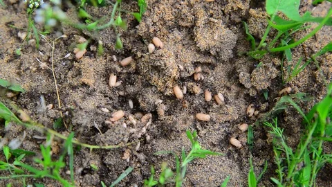 Ants carry their eggs on ground Stock Footage