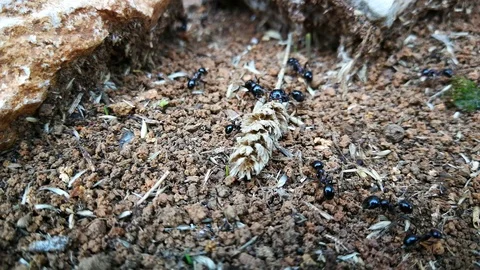 Ants Carry Wheat Stem Stock Footage 96271912