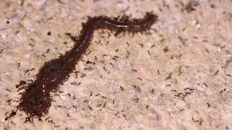 Ants carry the worm Stock Footage 56379063