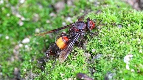 Ants carrying bait, wasp Stock Footage 55616753