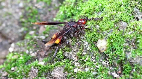 Ants carrying bait, wasp Stock Footage 55617145