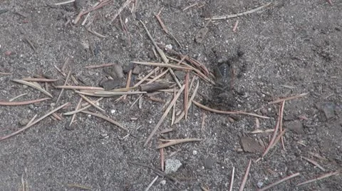 Ants carrying a beetle Stock-Footage 10841758