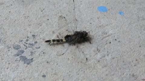 Ants carrying a dead dragonfly Stock Footage 46623853