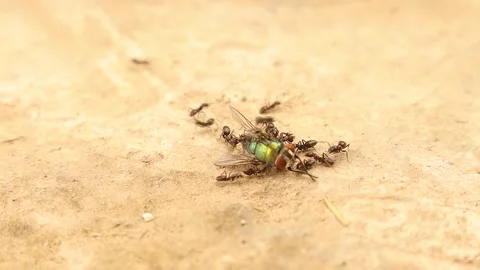 Ants carrying a dead fly – teamwork, nature balance, and ecosystem recycling Stock Footage 316803032