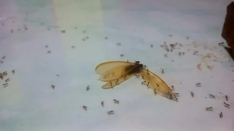 Ants Carrying Dead Termite Across Winding Path Vidéo 341755469