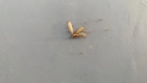 Ants carrying a dead winged termite across a surface, illustrating teamwork Stock Footage 340846473