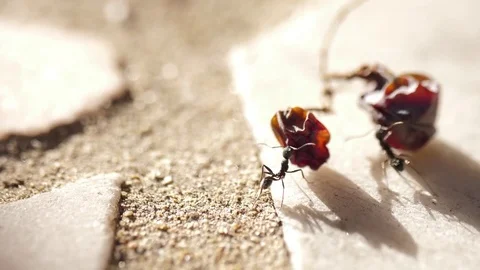 Ants carrying dried grapes macro 4k Stock Footage 80663091
