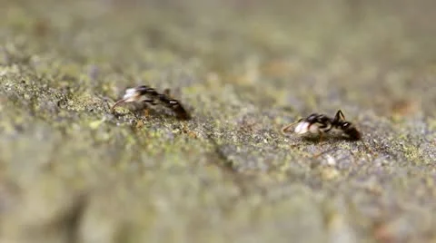 Ants carrying eggs on a mossy rock, Amazon 스톡 동영상 8970863