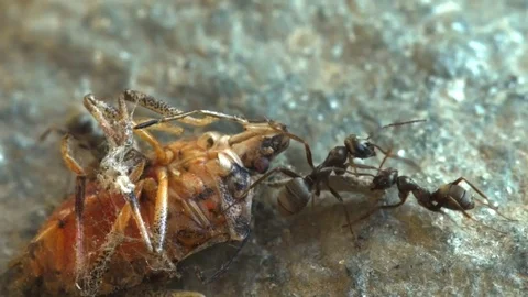 Ants Carrying Food Stock Footage 80992547