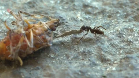 Ants Carrying Food Stock Footage 80996340