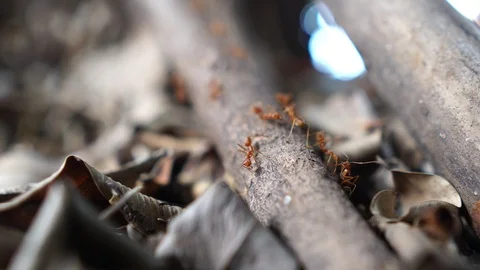 The ants carrying food to the nest with harmony Stock Footage 106890153