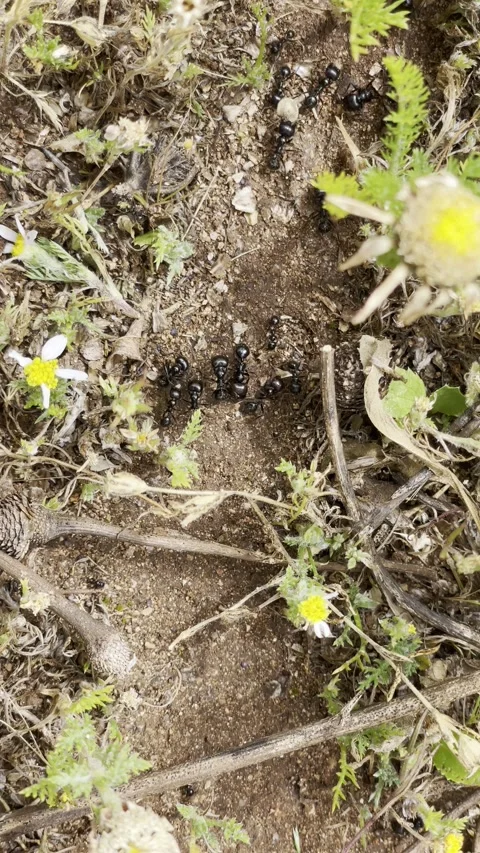Ants carrying food teamwork macro close up nature behavior concept Stock Footage 332659112