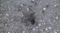 Ants carrying food in their mound HD Footage