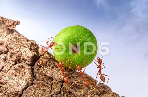 Ants carrying food together, teamwork concept Stock Photos