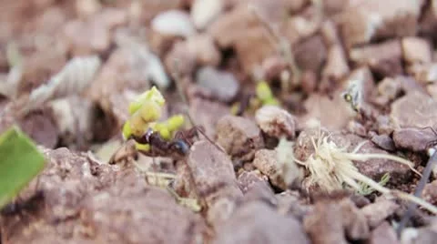 Ants carrying Stock Footage 10571237