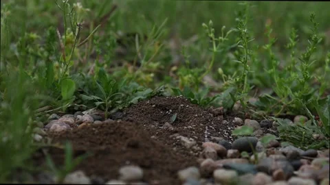 Ants Carrying an Insect Shell Out of the Anthill 動画素材 195020354