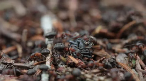 Ants carrying a large insect Video stock 11061391